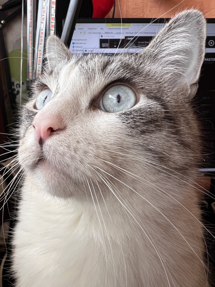 Ответ на пост «Конкурс: лучший кот Пикабу»