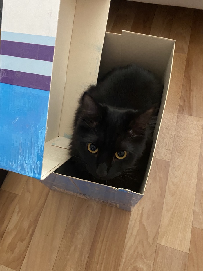 Ну какой кот пройдет мимо коробки?