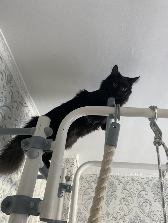 Научился лазать по шведской стенке. Спускается прыжком на рядом стоящую кровать