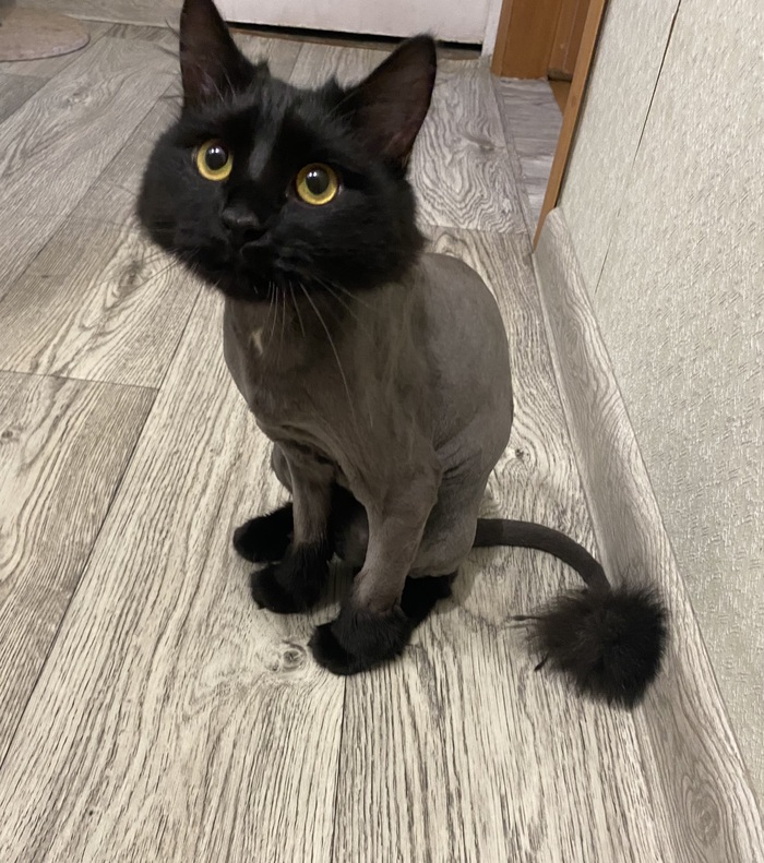 Летом 2024г. попробовали стрижку. Больше не буду, честно