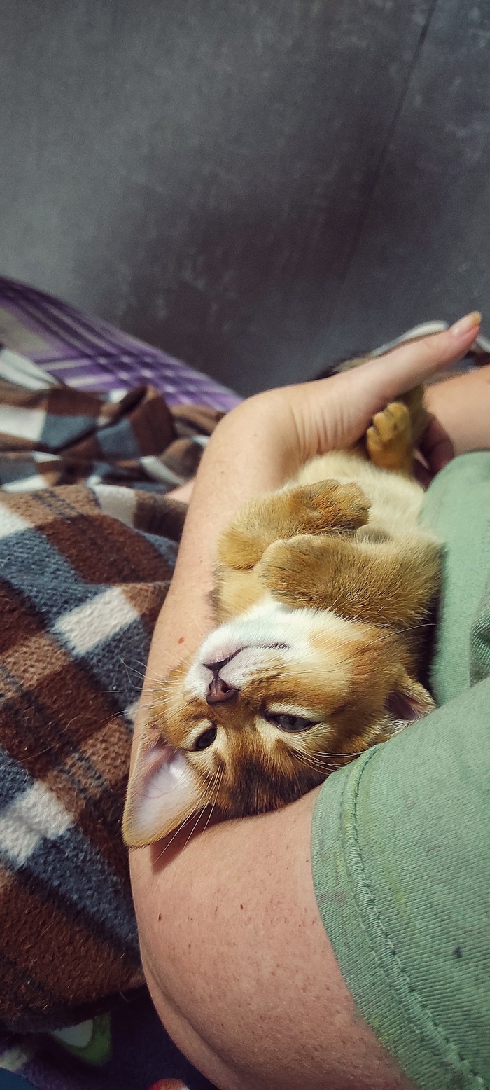 Ответ на пост «Конкурс: лучший кот Пикабу»