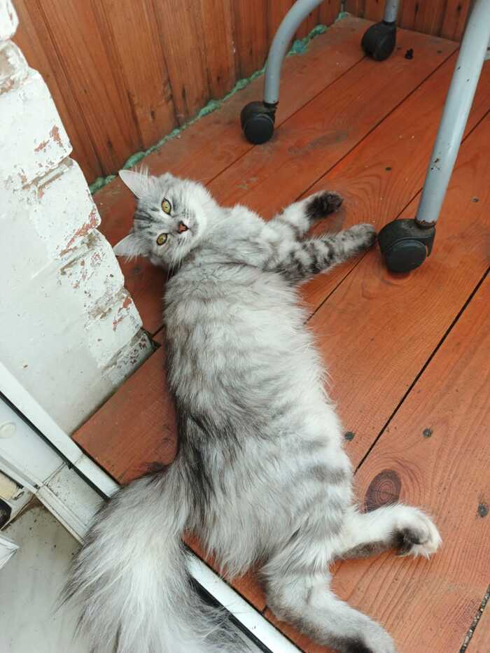 Моя кошечка Куся