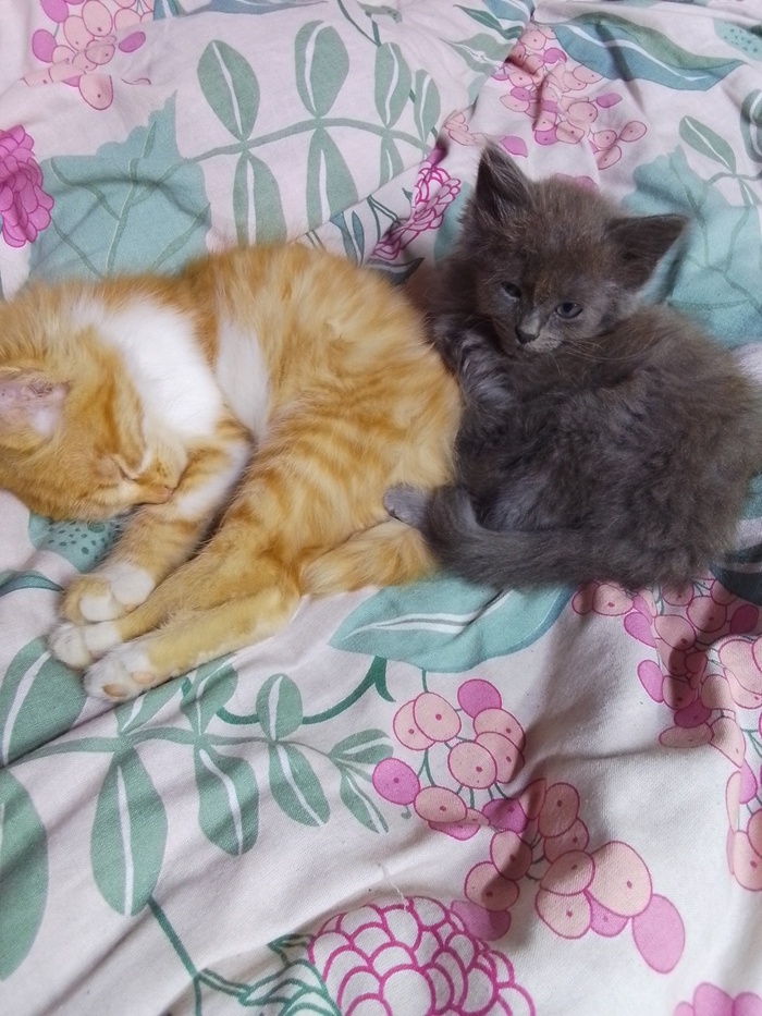 Раньше жила у нас, но пришлось вернуть 😿