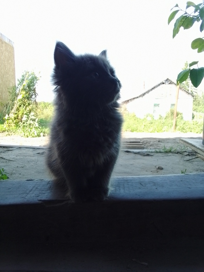 Ещё котёнком она была очень умная, только на стол запрыгивала