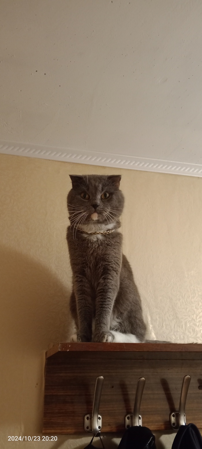 Ответ на пост «Конкурс: лучший кот Пикабу»