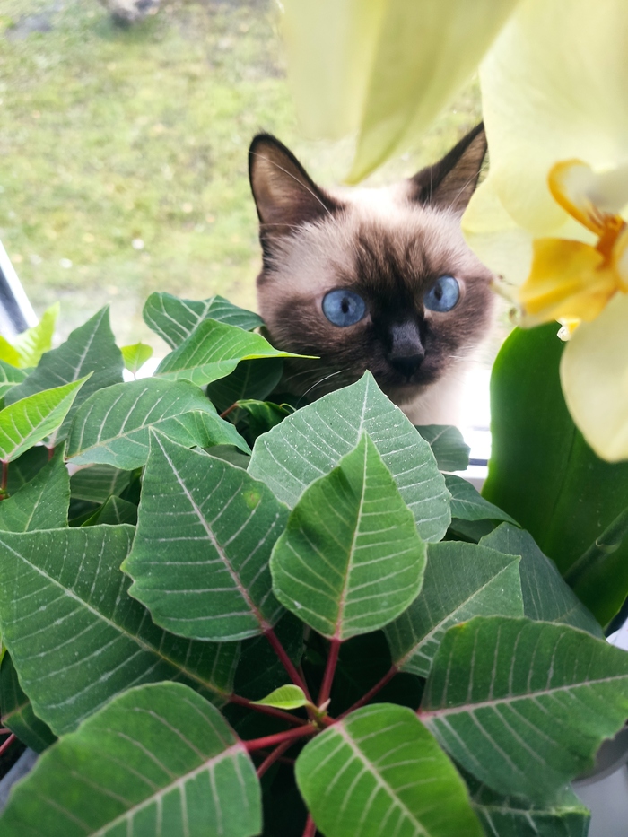 Цветы расцветают)