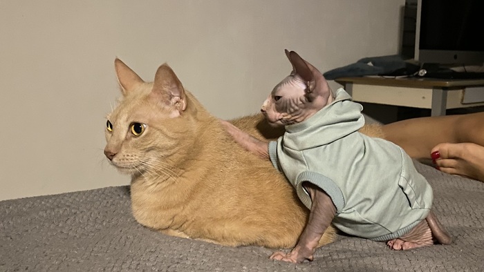 Пойдет брат..