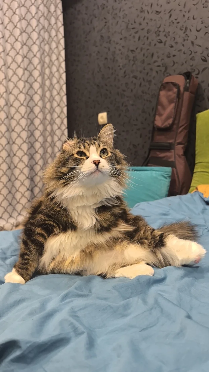 Reply to the post Competition: Best Pikabu Cat - My, Pick-up headphones, Peekaboo, Competition, Cat Day, cat, A wave of posts, Reply to post, Longpost