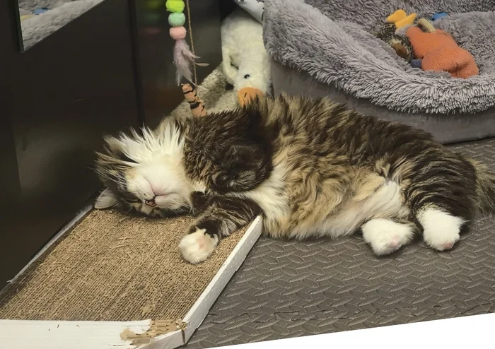 Reply to the post Competition: Best Pikabu Cat - My, Pick-up headphones, Peekaboo, Competition, Cat Day, cat, A wave of posts, Reply to post, Longpost