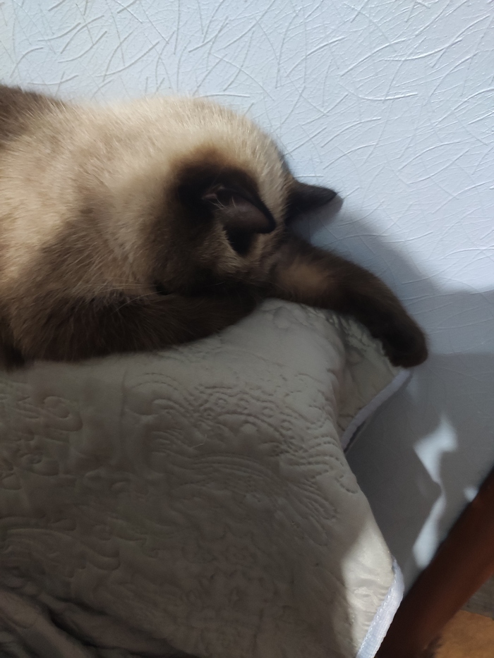 Это же сколько мышей не поймано...