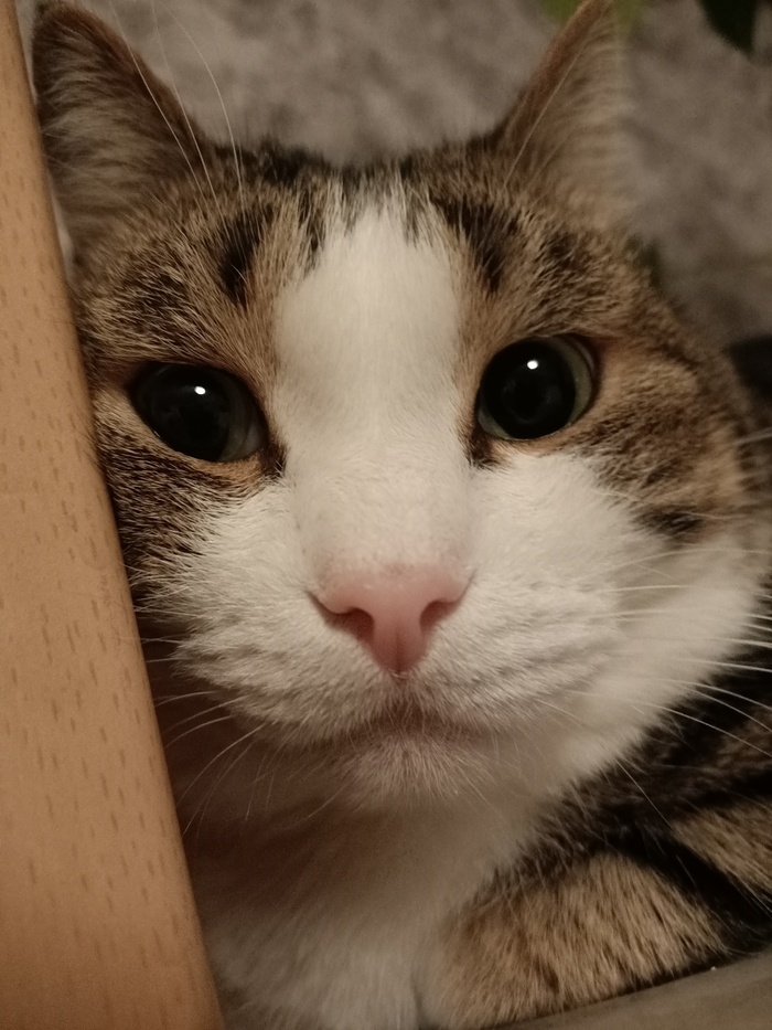    :    , , ,  , ,  ,   