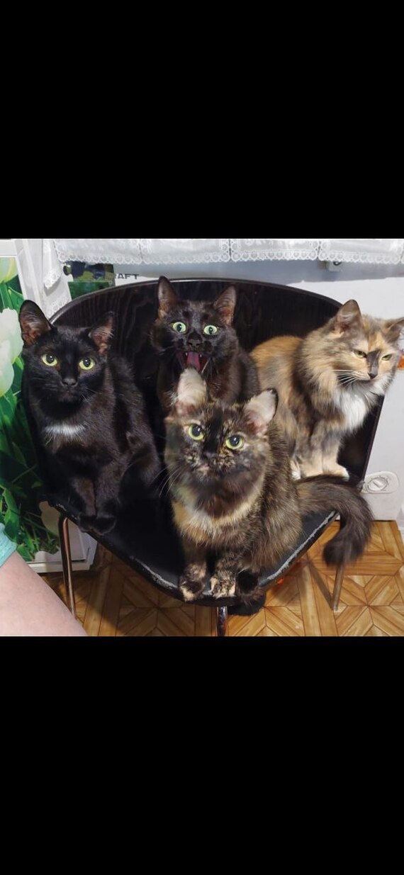 Ответ на пост «Конкурс: лучший кот Пикабу»