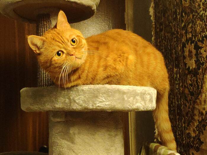 Ответ на пост «Конкурс: лучший кот Пикабу»