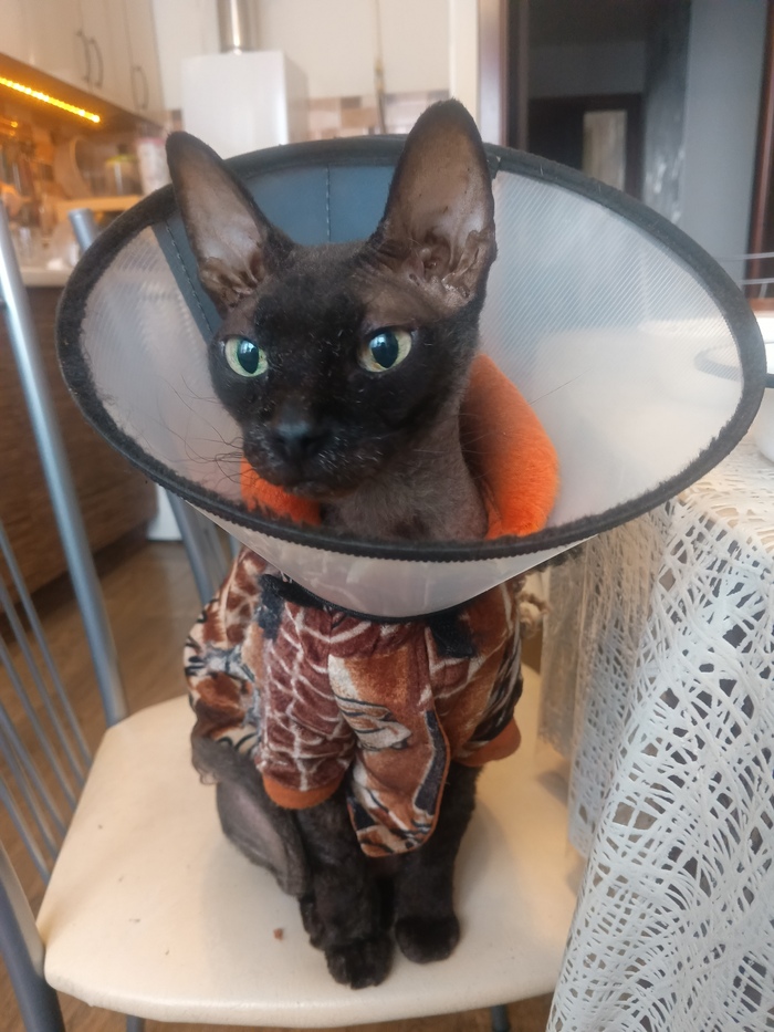 Донская свинкса Хель (немножко аллергия на жизнь - атопический дерматит)