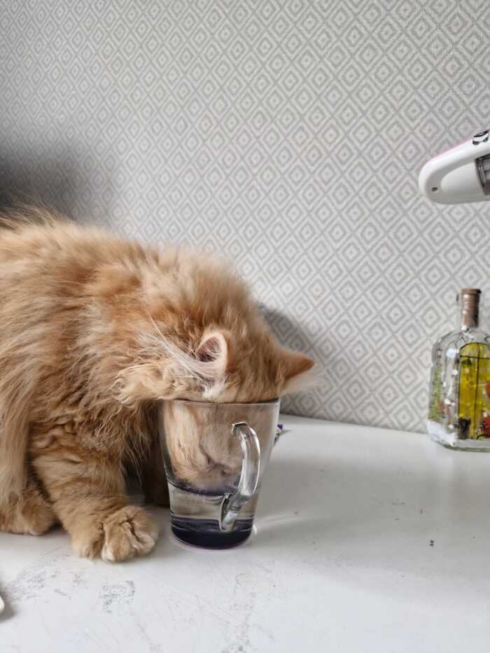 Кот это жидкость