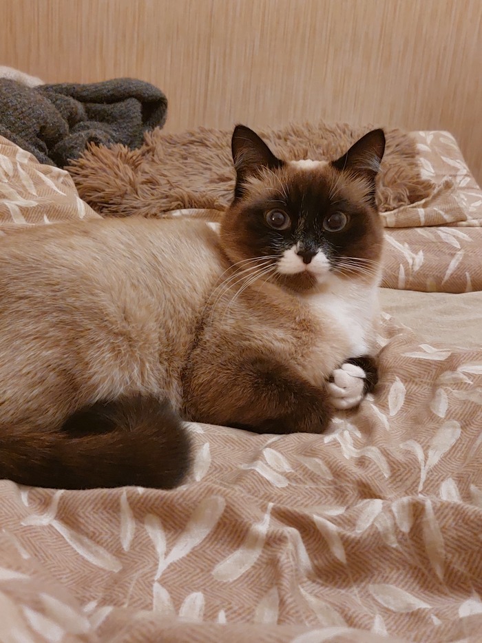 А гладить меня нельзя. Укушу.