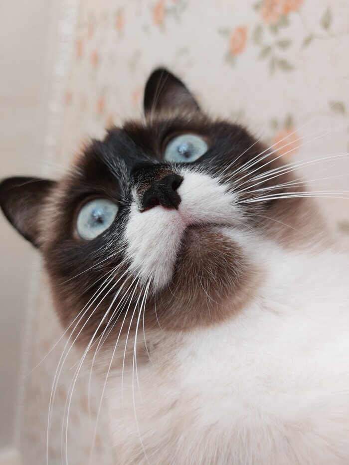 Селфи от кота