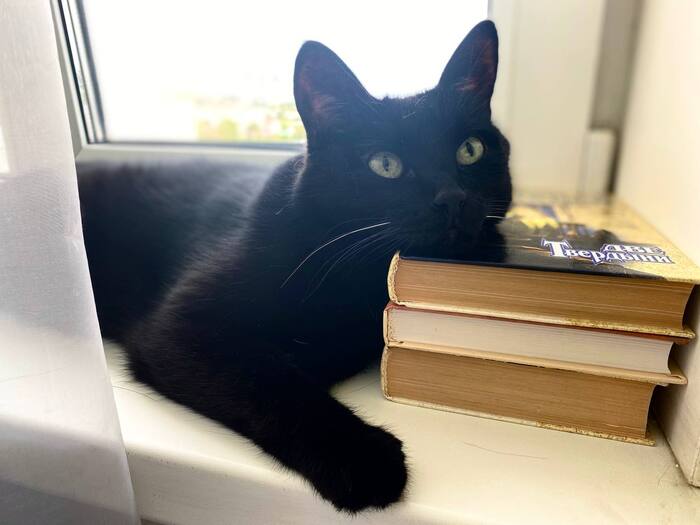 Ответ на пост «Конкурс: лучший кот Пикабу»