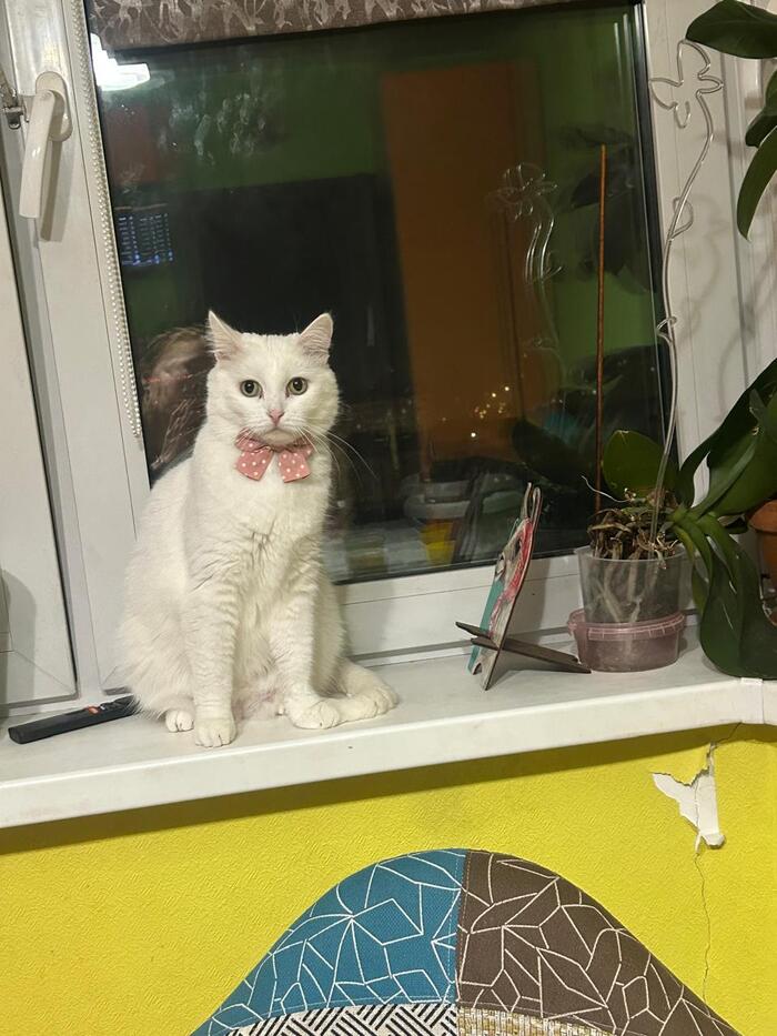 Ответ на пост «Конкурс: лучший кот Пикабу»