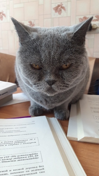 Ответ на пост «Конкурс: лучший кот Пикабу»