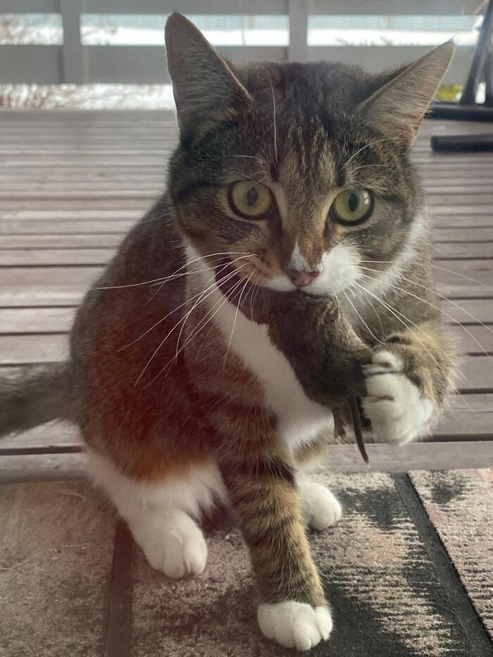 «Конкурс: лучший кот Пикабу» Конкурс, Кот, Длиннопост, Пикабу, Волна постов, Ответ на пост