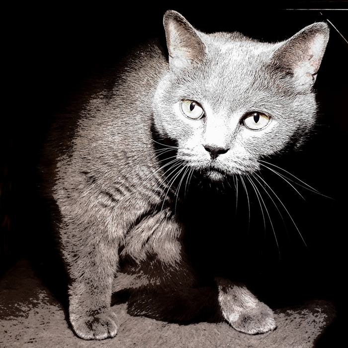 Ответ на пост «Конкурс: лучший кот Пикабу»