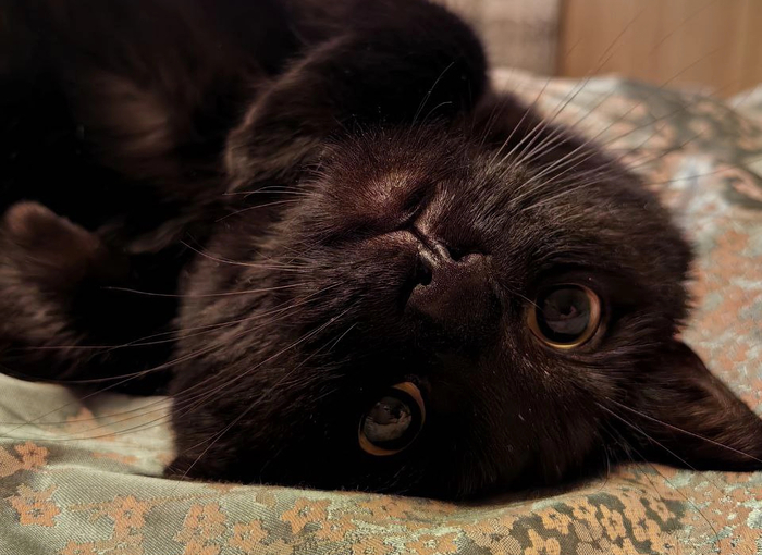 (усё, умаявся)