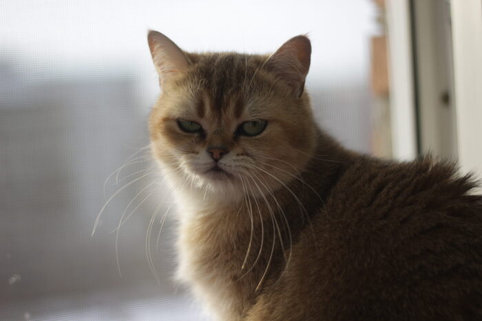 Ответ на пост «Конкурс: лучший кот Пикабу»