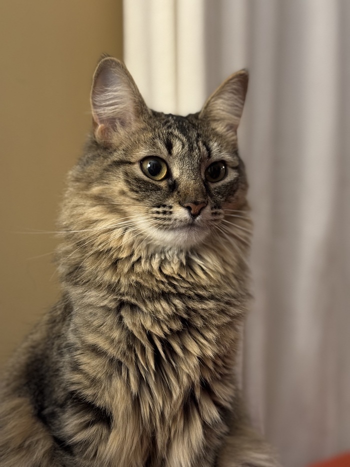 Все же дикие кошки очень отличаются от домашних. Она такая собранная даже в спокойной обстановке.