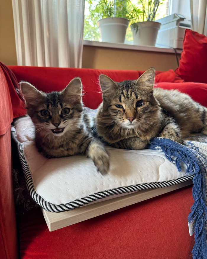 Но к этому фото уже слегка подустал:))) (да, у него только один глаз рабочий)