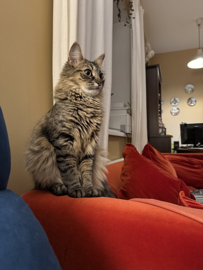 Телевизор смотрит:)