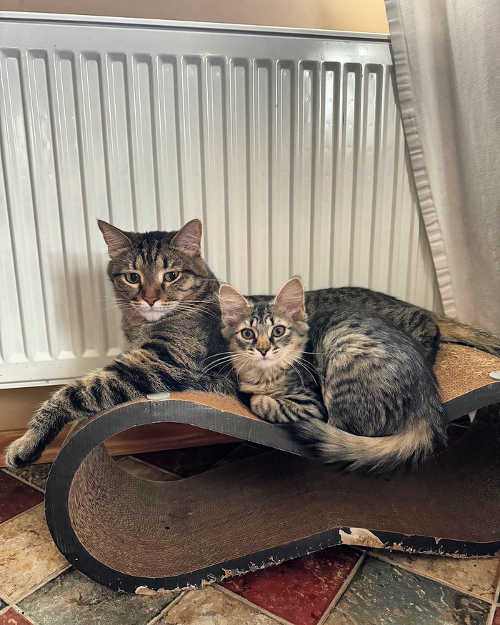 А вот смена кототцовства: Мистер Мяу тоже попал под детскую раздачу:)