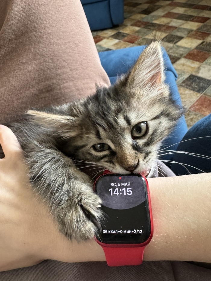 Которебёнок освоился и пробует жизнь на зуб:)