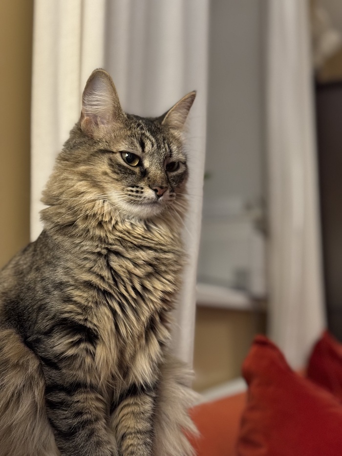 А вот это уже нормальное выражение лица: мать ест, а бедная маленькая кошечка лишается