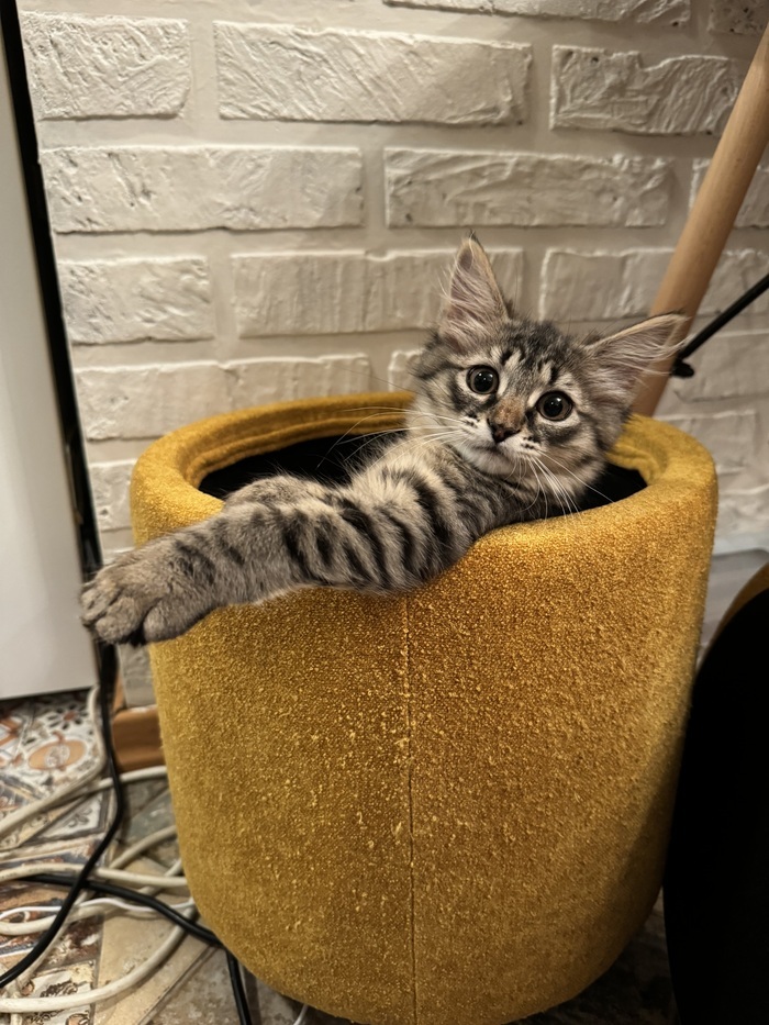 Исследует окружающую среду