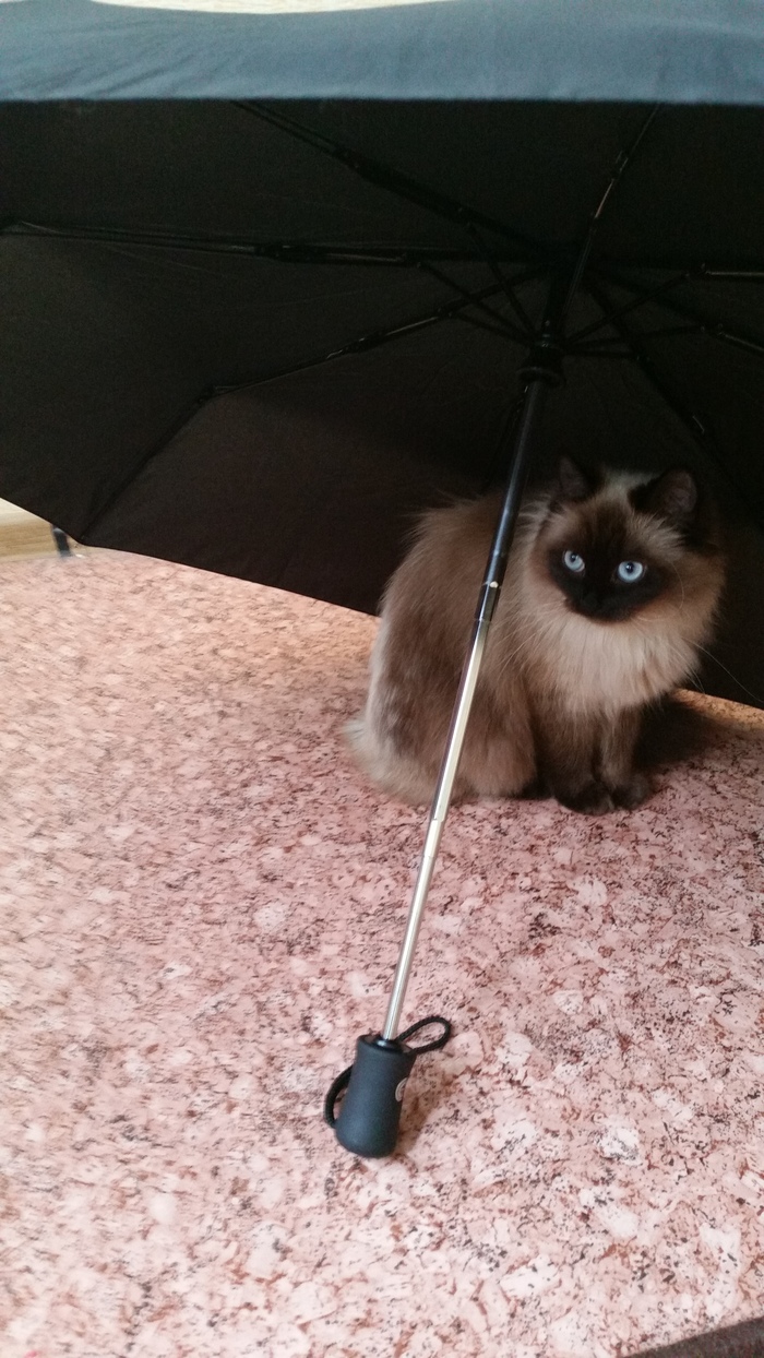 Вода мокрая, а я пуфыстая. Фу фу фу...