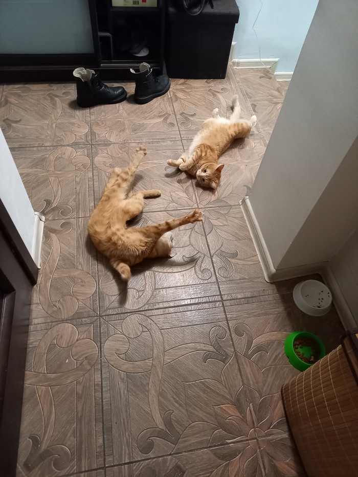 Двое моих рыжиков: левее Леопольд (сокращённо Поль), правее Алиса, брат с сестрой))