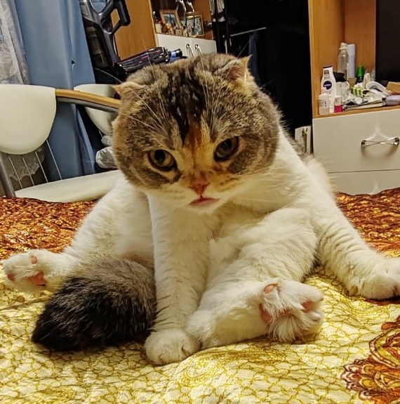 Ответ на пост «Конкурс: лучший кот Пикабу»