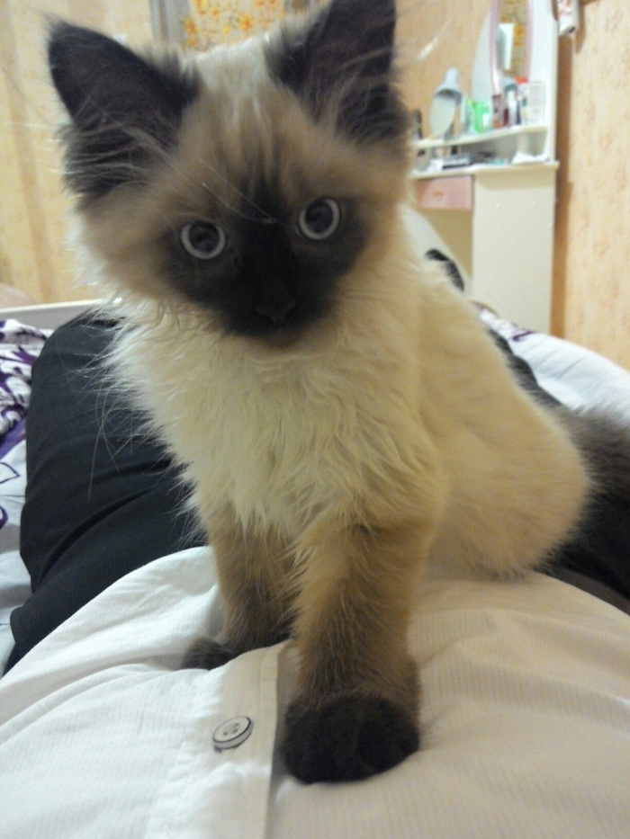 Куда спрятал котлету, человек?!