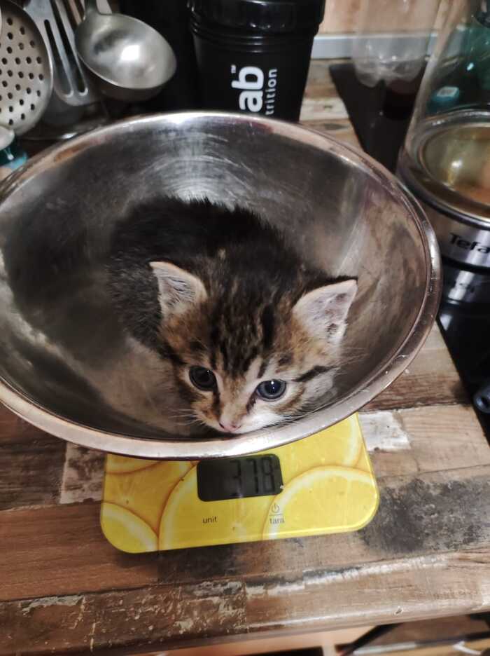 «Конкурс: лучший кот Пикабу» Конкурс, Кот, Длиннопост, Пикабу, Волна постов, Ответ на пост