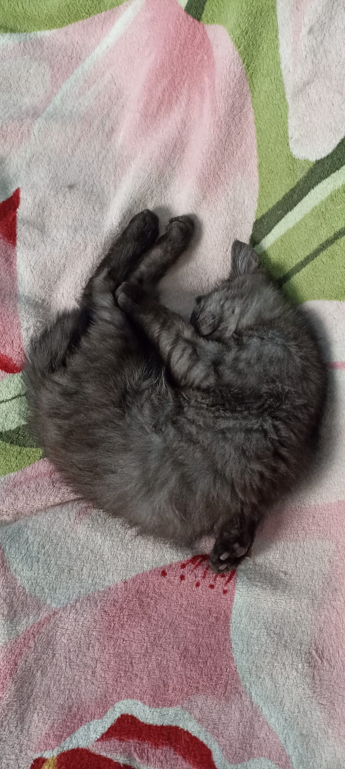    :    , , ,  , ,  ,   , 
