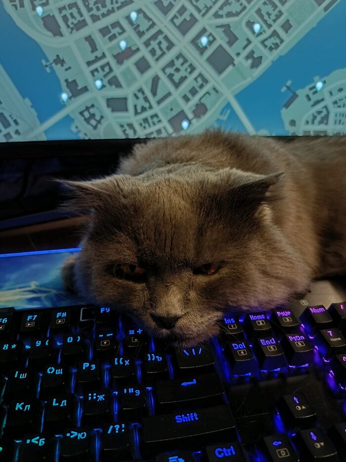 Ответ на пост «Конкурс: лучший кот Пикабу»