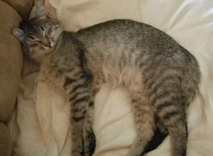 ���� ������� ����� ������ ��� �� �������