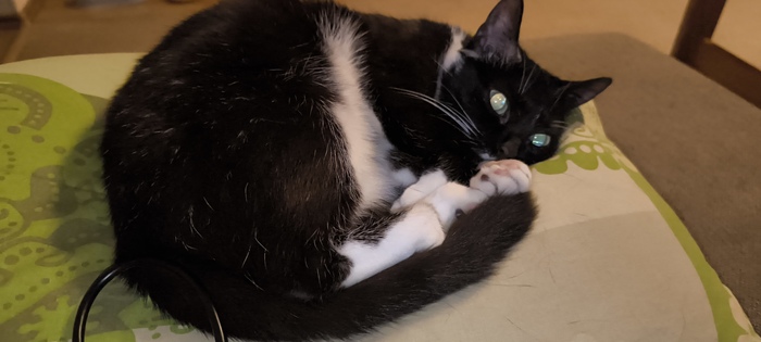 Ответ на пост «Конкурс: лучший кот Пикабу»