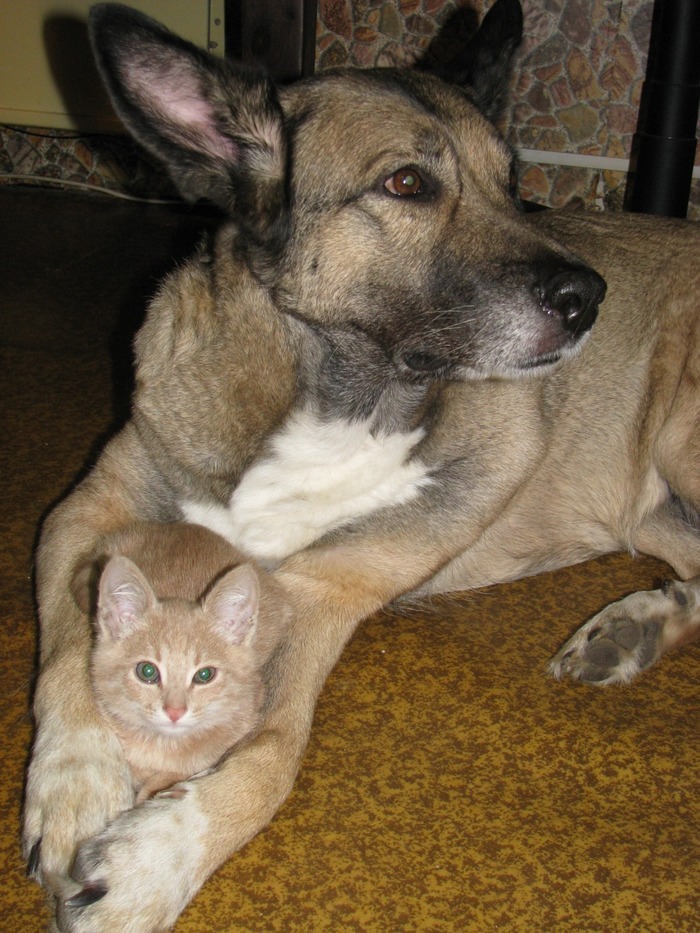 Здесь он с нашей Рекси. Когда он появился, она смотрела на него и пускала слюну, но в итоге подружились