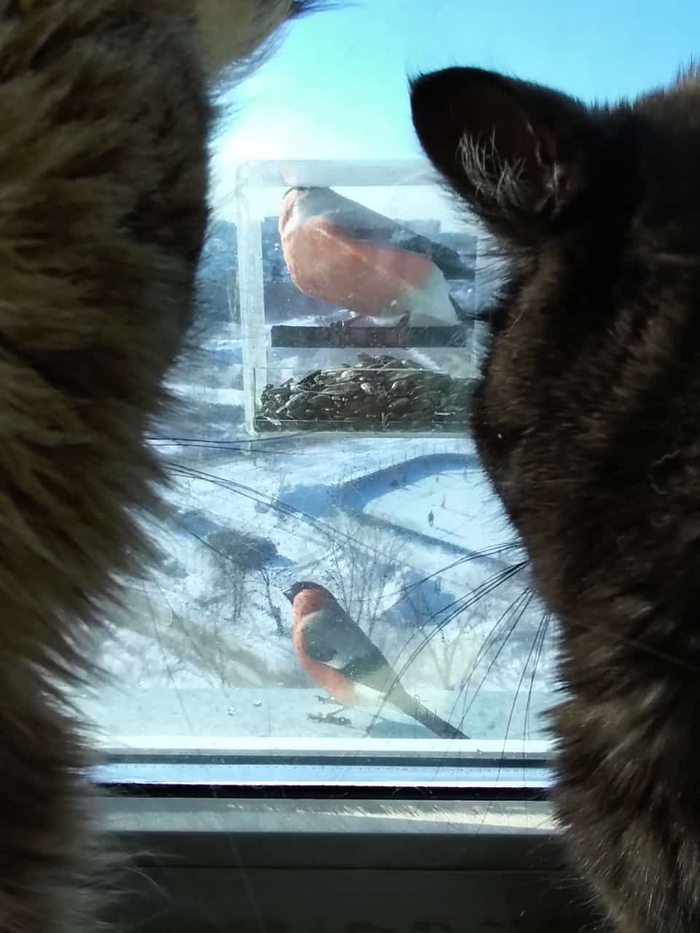 Кормушку одобряют.