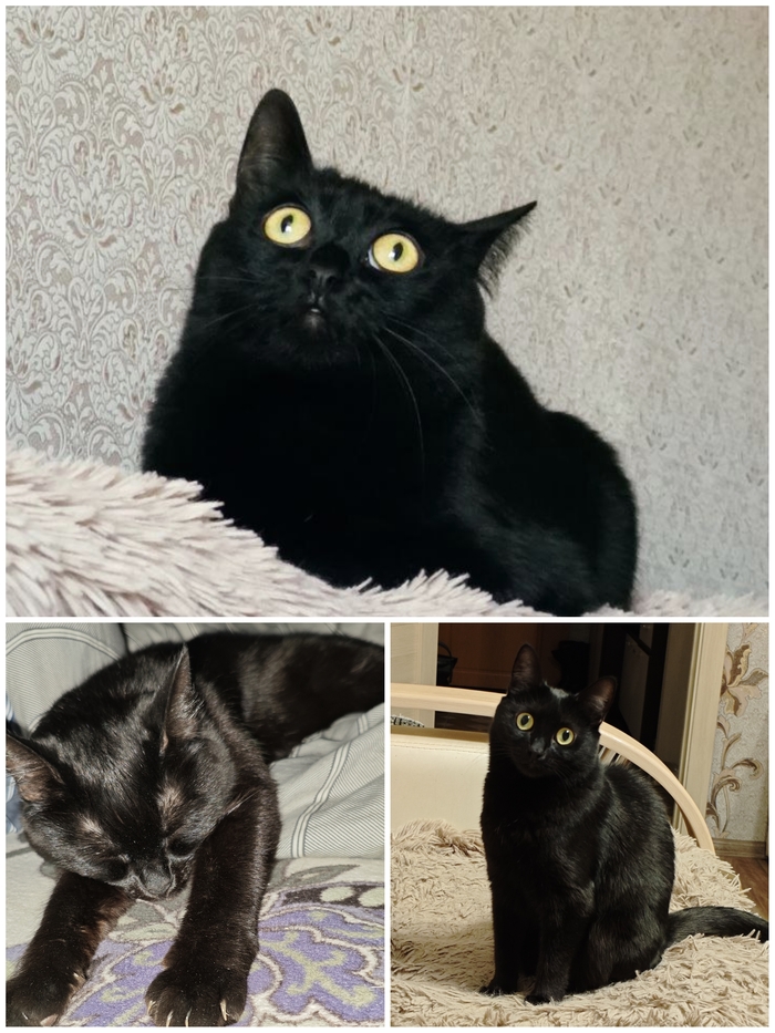 Ответ на пост «Конкурс: лучший кот Пикабу»