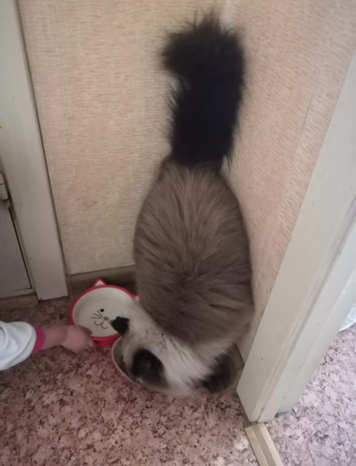 Тормоза отказали.... Или ради еды я смогу и по стенам пройтись. Матрица.