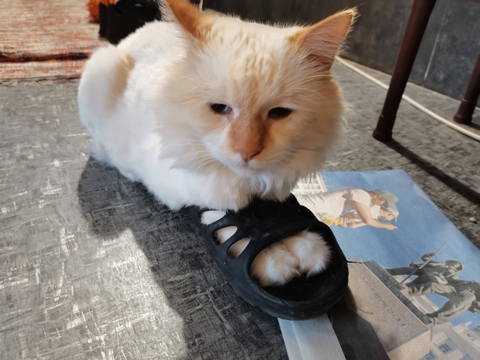 Любовь к тапкам неземная