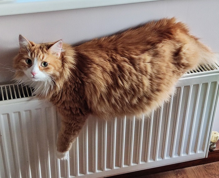 Ответ на пост «Конкурс: лучший кот Пикабу»